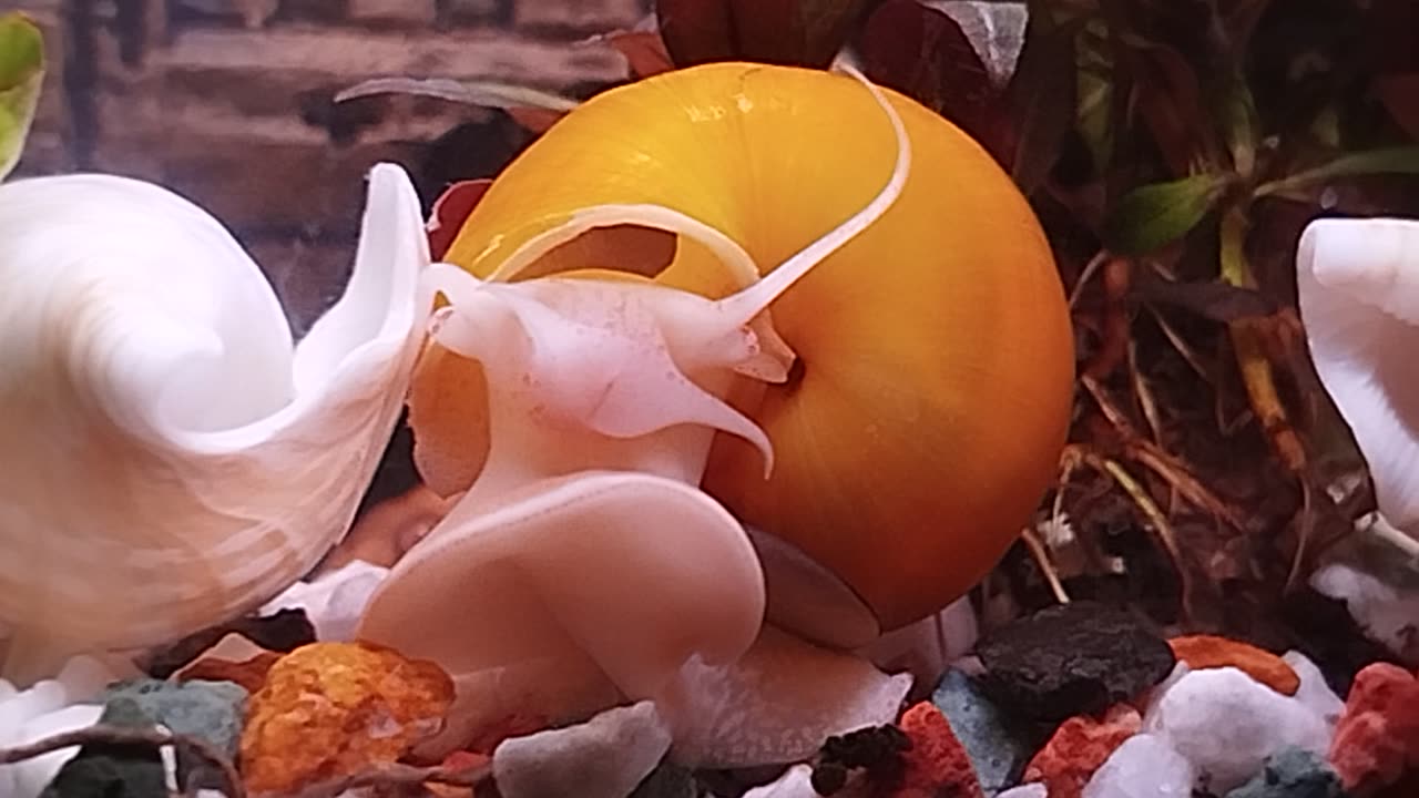 The most beautiful snail