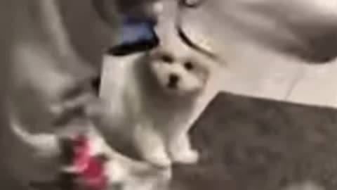 Funny cat videos