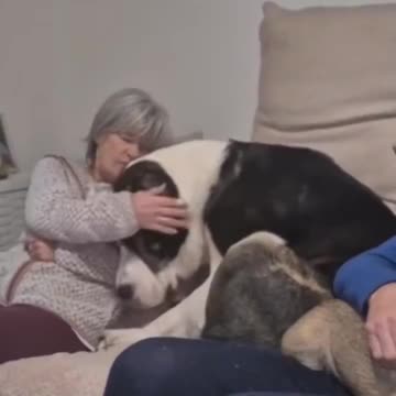 Just a little puppy.. 😊