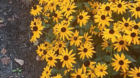 Colorful garden
