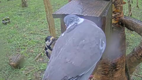 Wood pigeon vs. Woodpecker 🐦🕊😊