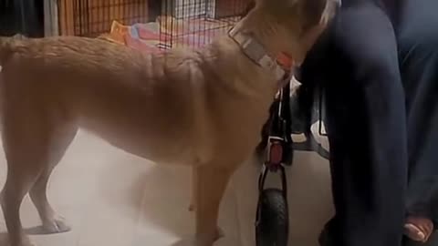 Daisy service dog in training