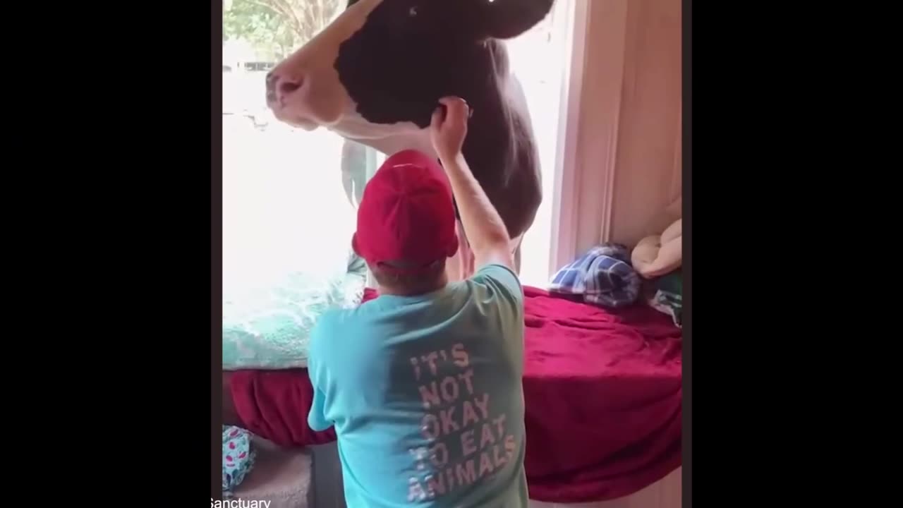 Lazy Cats, Hyper Dogs — The Perfect Chaos of Pet Life 🐶🐱🔥