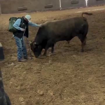 Bull Recognizes the Man Who Raised Him