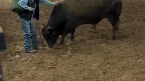 Bull Recognizes the Man Who Raised Him