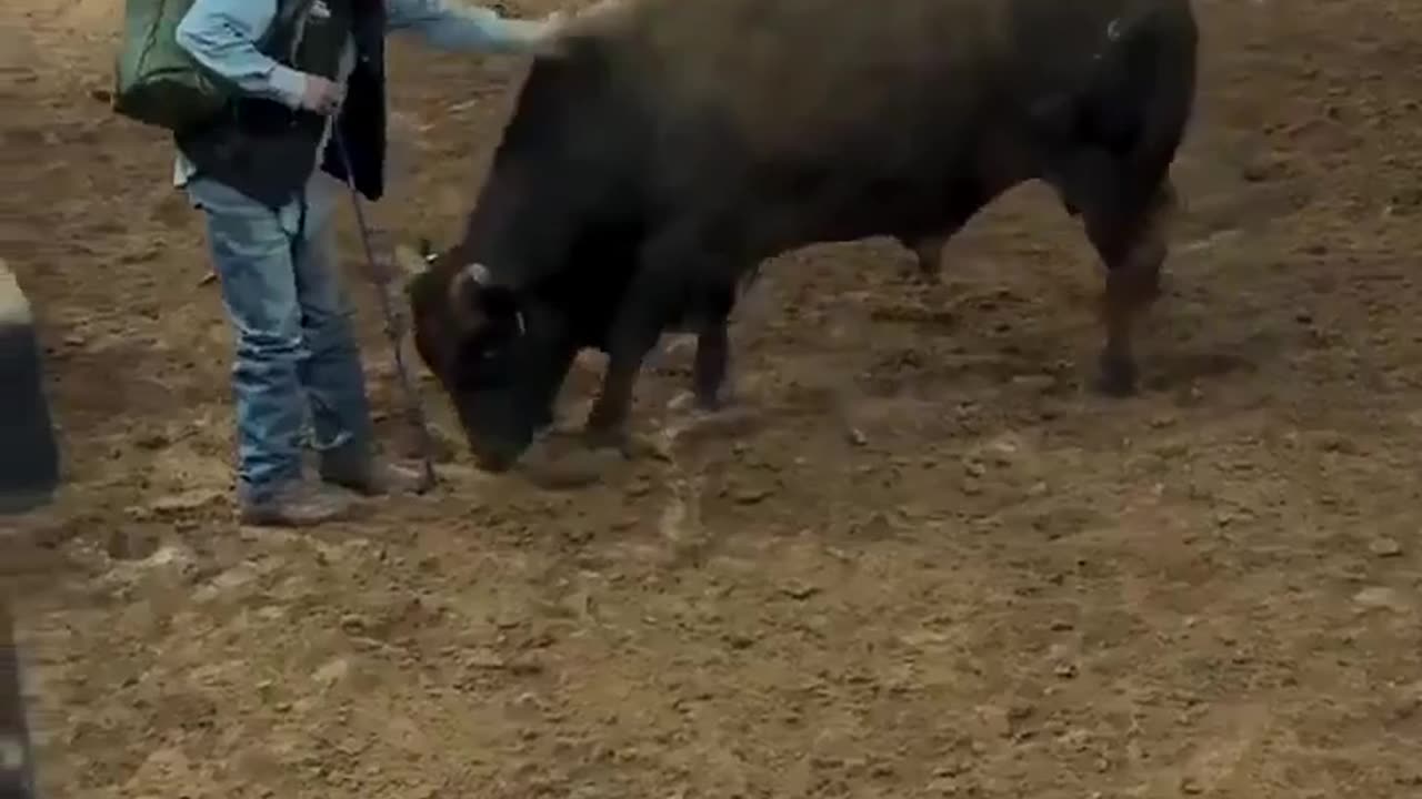 Bull Recognizes the Man Who Raised Him