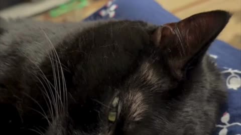 Sweet Precious Piper Relaxes on My Lap - My Adopted Shelter Cat Vlog #shorts