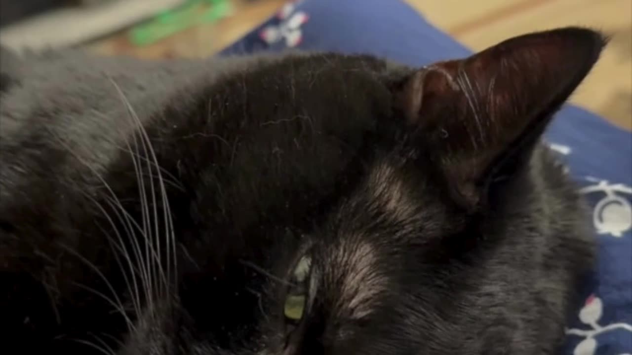 Sweet Precious Piper Relaxes on My Lap - My Adopted Shelter Cat Vlog #shorts