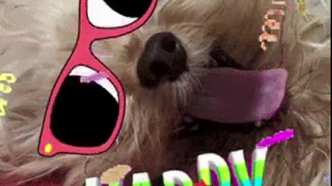 ANIMAIS DANÇARINOS 2 SOM DA FLORESTA.mp4