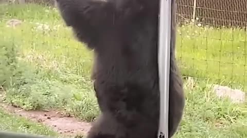 🤣🔥 Mama Bear's Hilarious Feeding Method! You Have to See This | FunFM