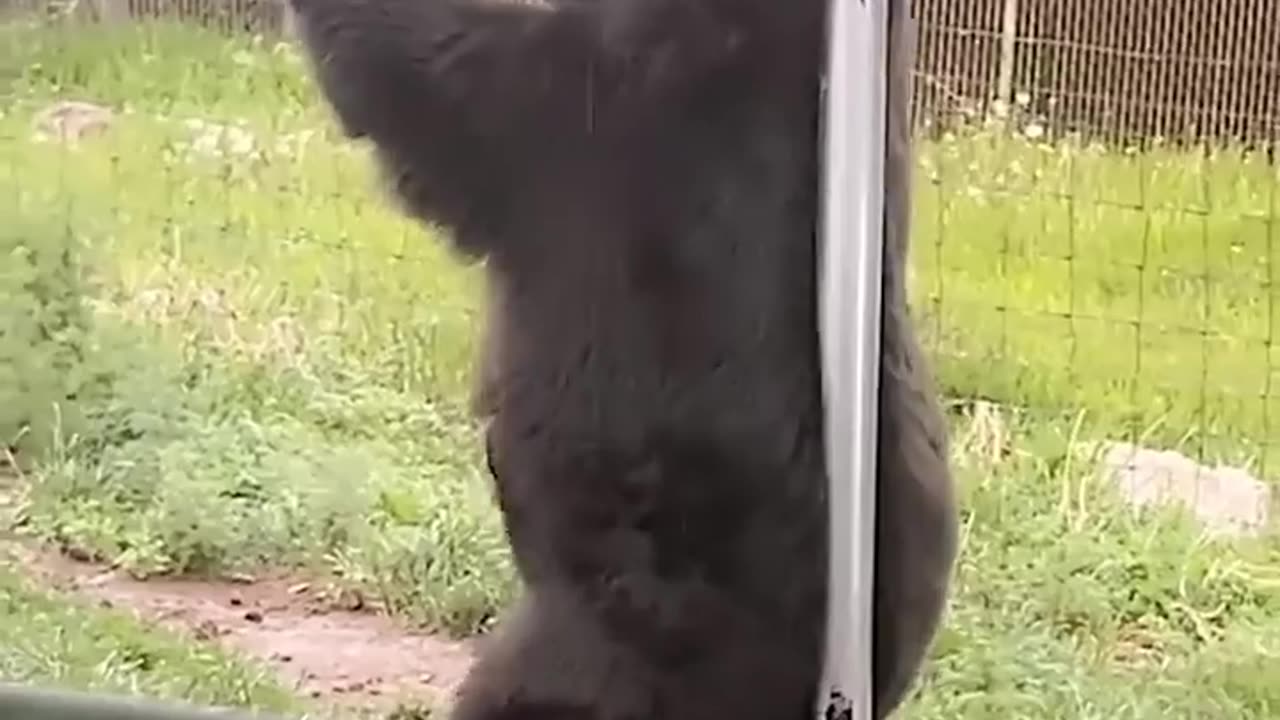 🤣🔥 Mama Bear's Hilarious Feeding Method! You Have to See This | FunFM