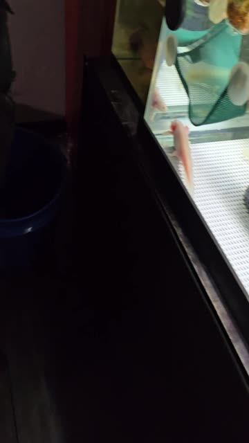 Axolotl Gets an Earthworm Stuck in It's Gill