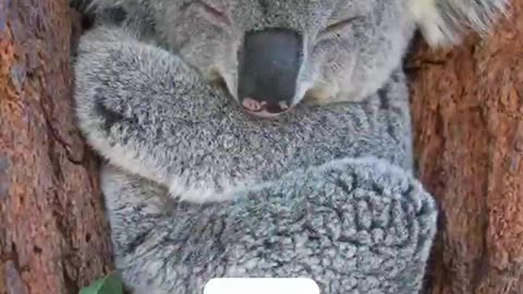 How deffirent animals sleep