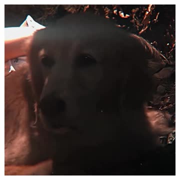 Homeward bound never fails on making me cry 🥹