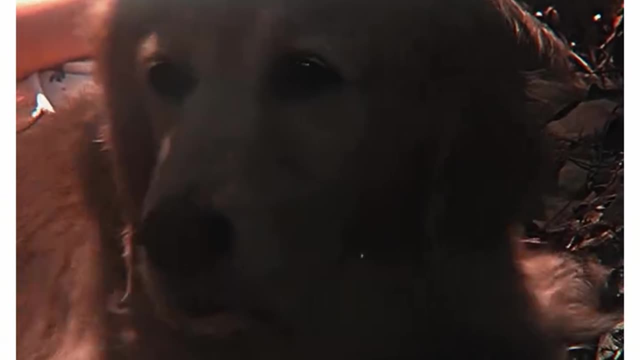 Homeward bound never fails on making me cry 🥹