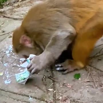 A man is throwing milk on a monkey | monkey 🐒