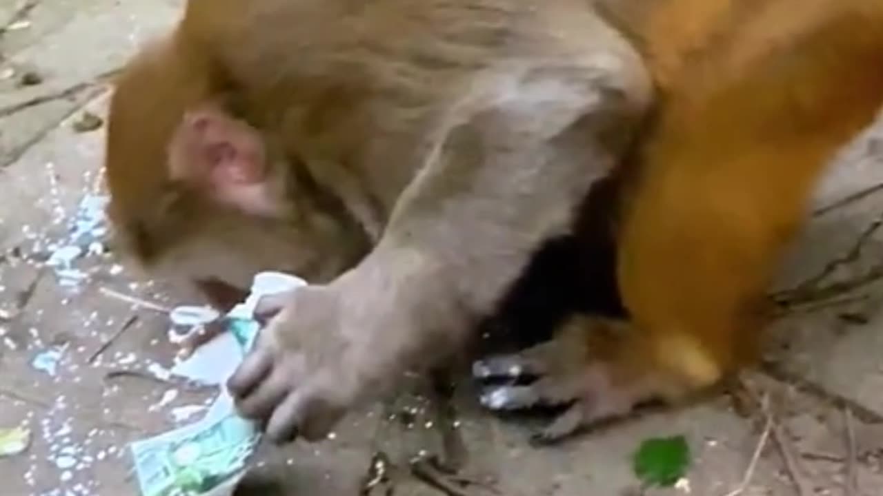 A man is throwing milk on a monkey | monkey π