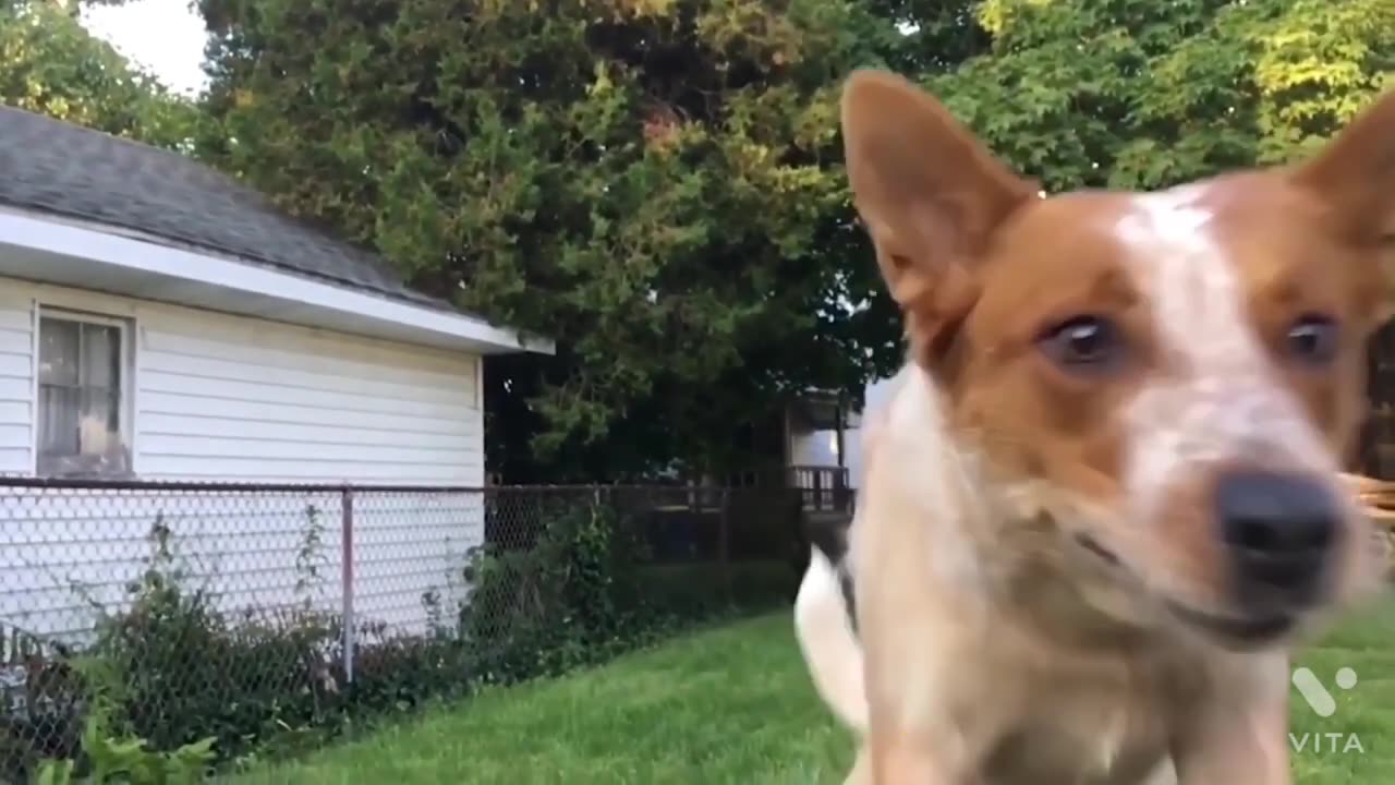 Impossible Not to Laugh! Funniest Animal Fails Compilation | 2025"