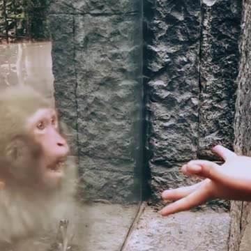 Macacos sendo zuado por humanos