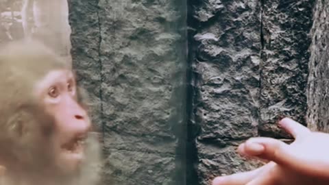 Macacos sendo zuado por humanos