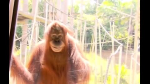 😂🐒 You Won't Believe This Orangutan's Escape Plan! | FunFM