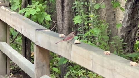 Cardinals of James Gardens Toronto