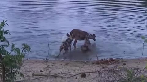 Ruthless Wild Dog Attacks Caught on Camera! 1 🐕🔥