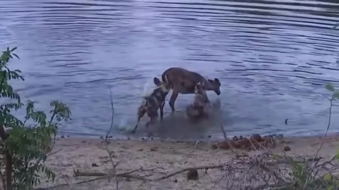 Ruthless Wild Dog Attacks Caught on Camera! 1 🐕🔥