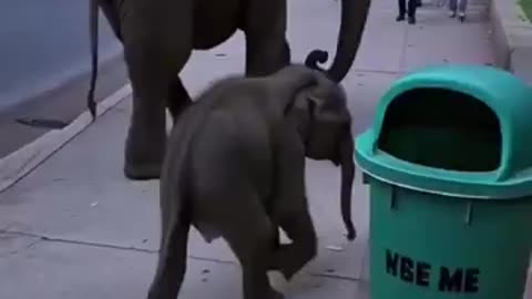 The baby #elephant keeping streets clean ! What a Sweetheart!