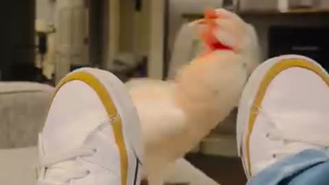 This parrot is mad