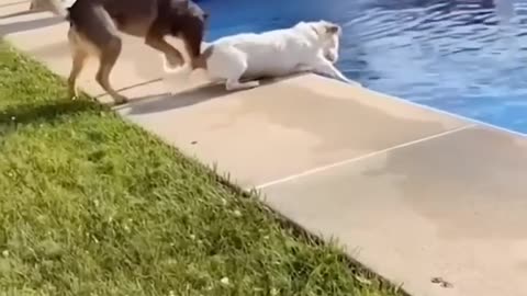 Funny Animal