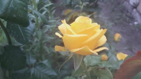 Yellow roses in the garden