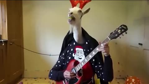 Super Funny Farm Animals