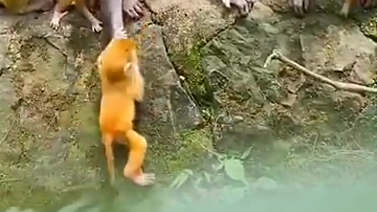 Animals