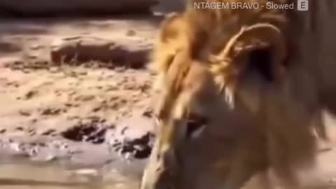 Fearless creature