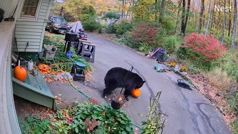 Stolen Pumpkins Tumble Away From Bear Burglar
