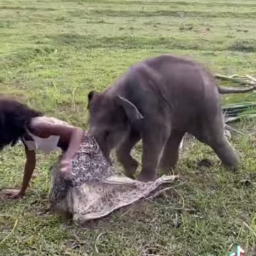 Cute African Girl Seduced by Elephant