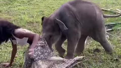Cute African Girl Seduced by Elephant