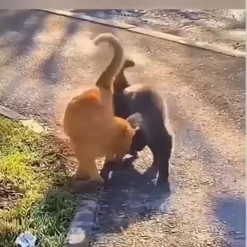 Love Life ❤️🐈🦆♥️