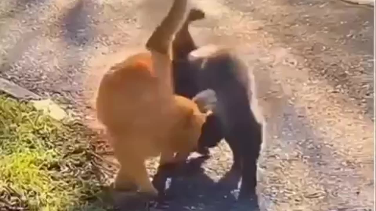 Love Life ❤️🐈🦆♥️