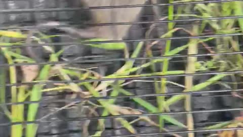 Ratinator