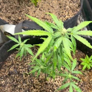 Ep. 196 "Young Ladies with $hockoebottomboy$" by Patrick Henry The Batman