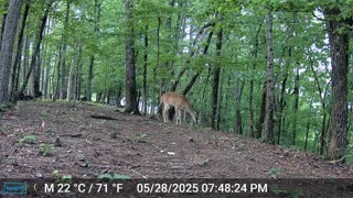 The Woods – 05/29/2025