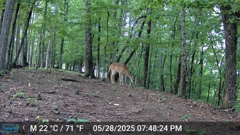 The Woods – 05/29/2025