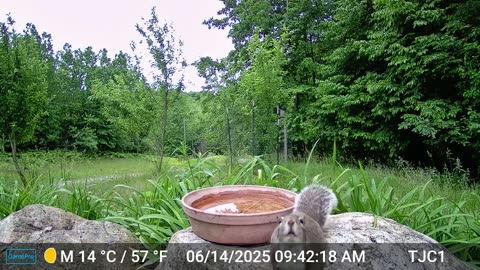Squirrel Jumping on Camera