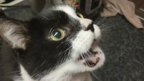 RIO 🙀 AND THE MEAT 🥩 STICK FEAST. EACH DAY I LET RIO 🙀 CHOOSE BETWEEN LAMB 🥩 CHICKEN 🍗 OR FISH 🐟 🤔