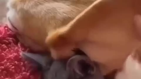 Животные тоже умеют любить