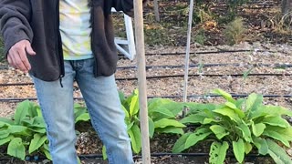 Digging up comfrey roots