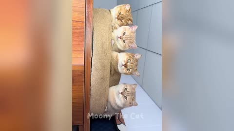 Funny Cat Videos