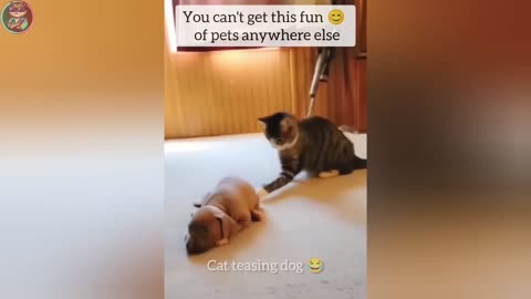 Ultimate Funny Pets of 2025 – Try Not to Laugh Challenge!